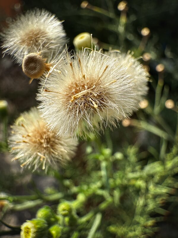 Отцвели уже давно хризантемы в саду... - Александр Деревяшкин