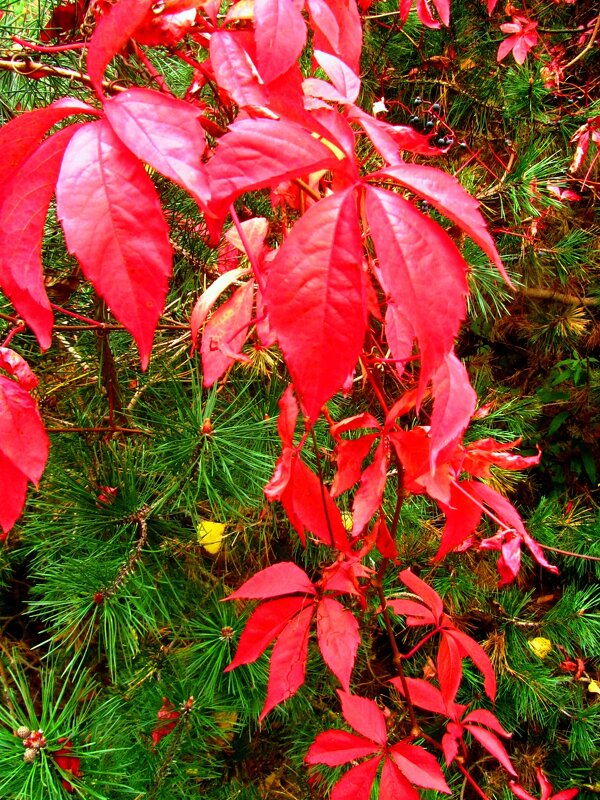 Виноградная лоза- - Сергей Карачин