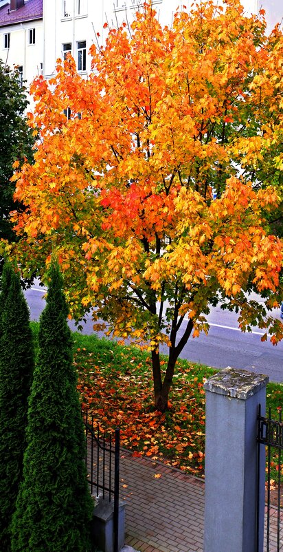 Клен из моего окна - Сергей Карачин Клен из моего окна - Сергей Карачин