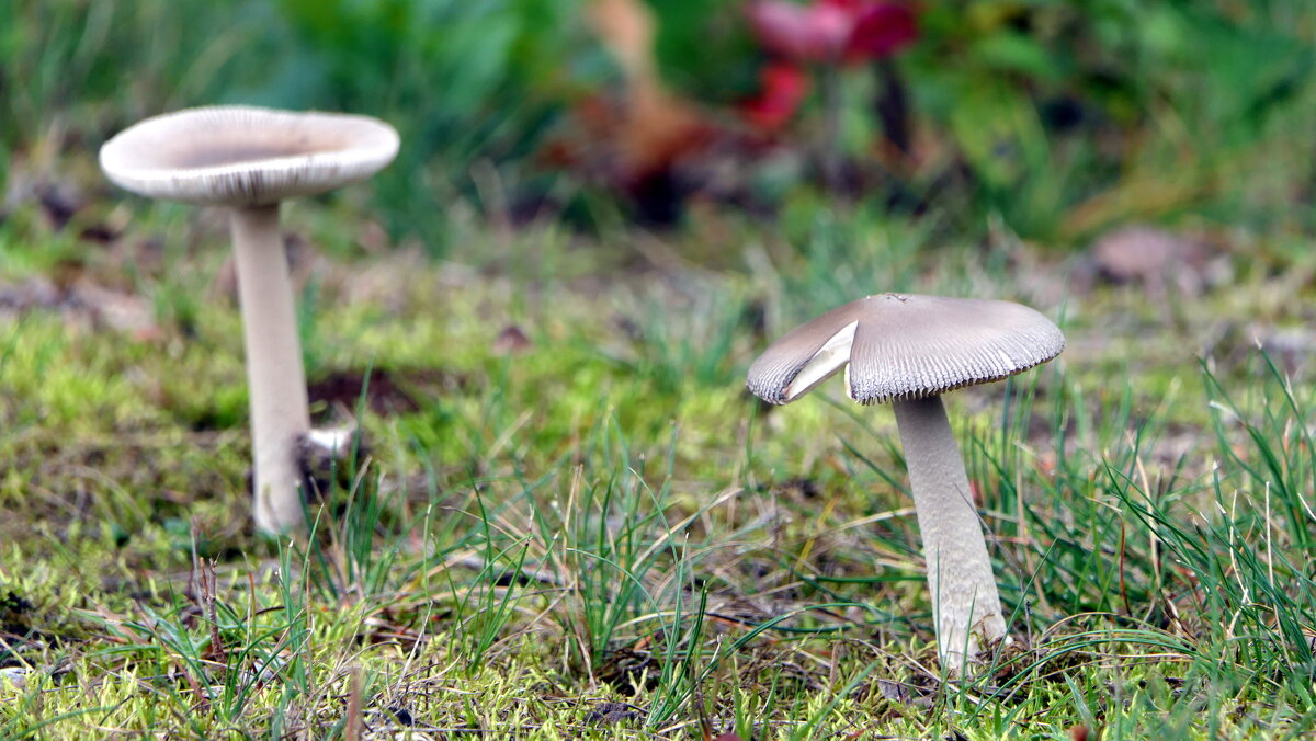 Взяли фотоаппарат? Вам позировать я рад. - "The Natural World" Александер Взяли фотоаппарат? Вам позировать я рад. - "The Natural World" Александер