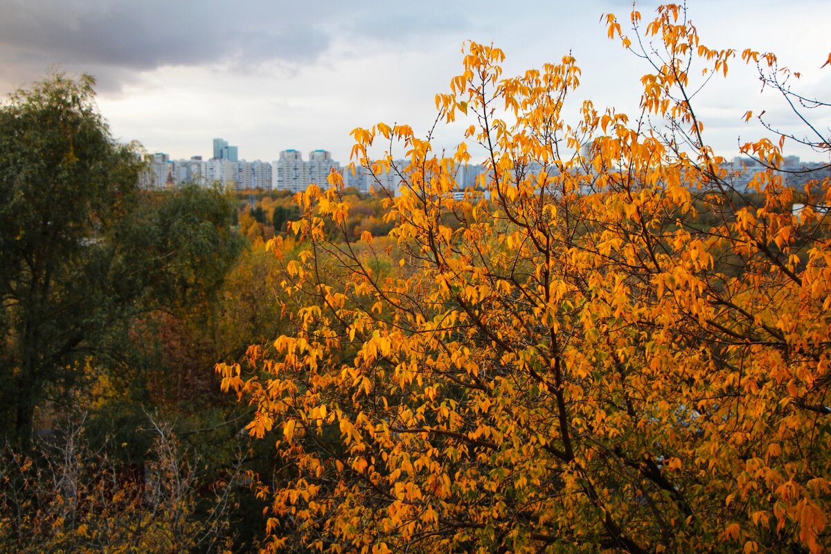 Золотой час - Тамара Вебер