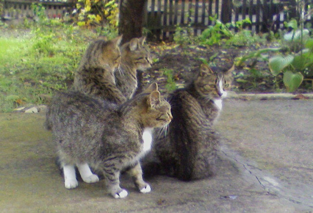 Наша порода :) - Наталья 