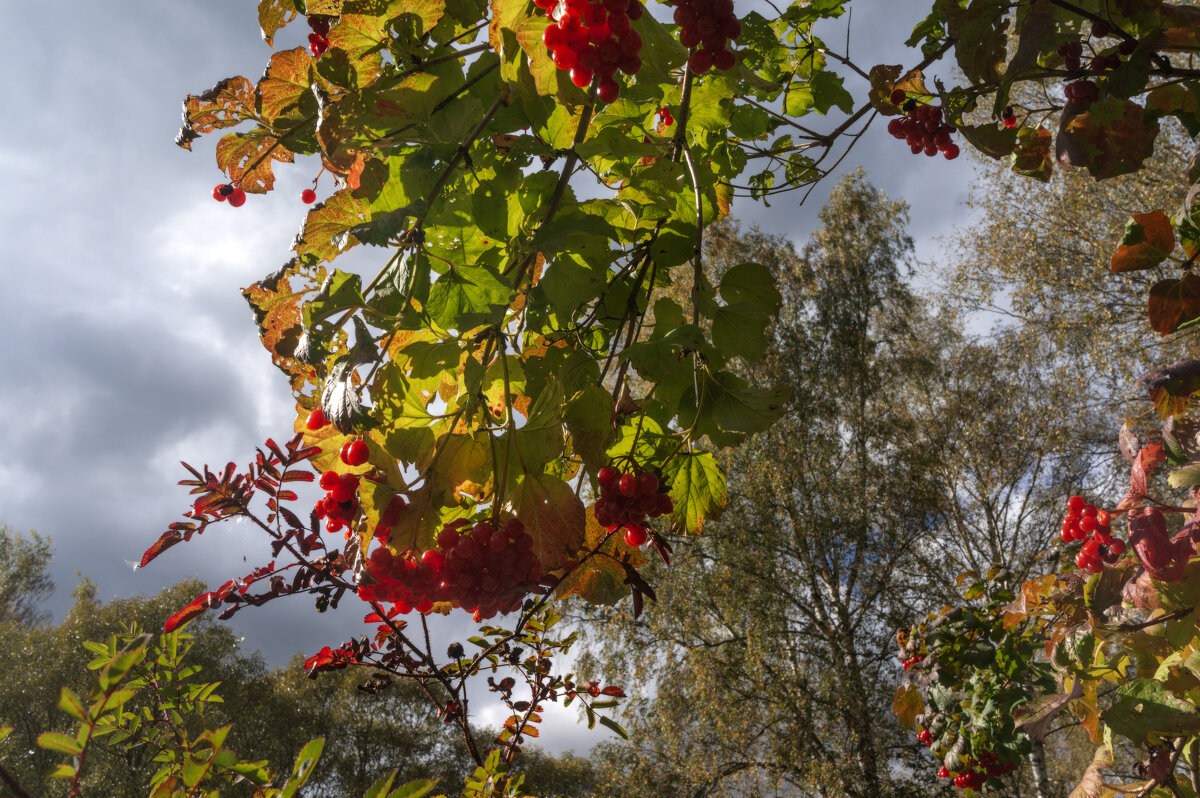 Грозди ягод - sorovey Sol Грозди ягод - sorovey Sol