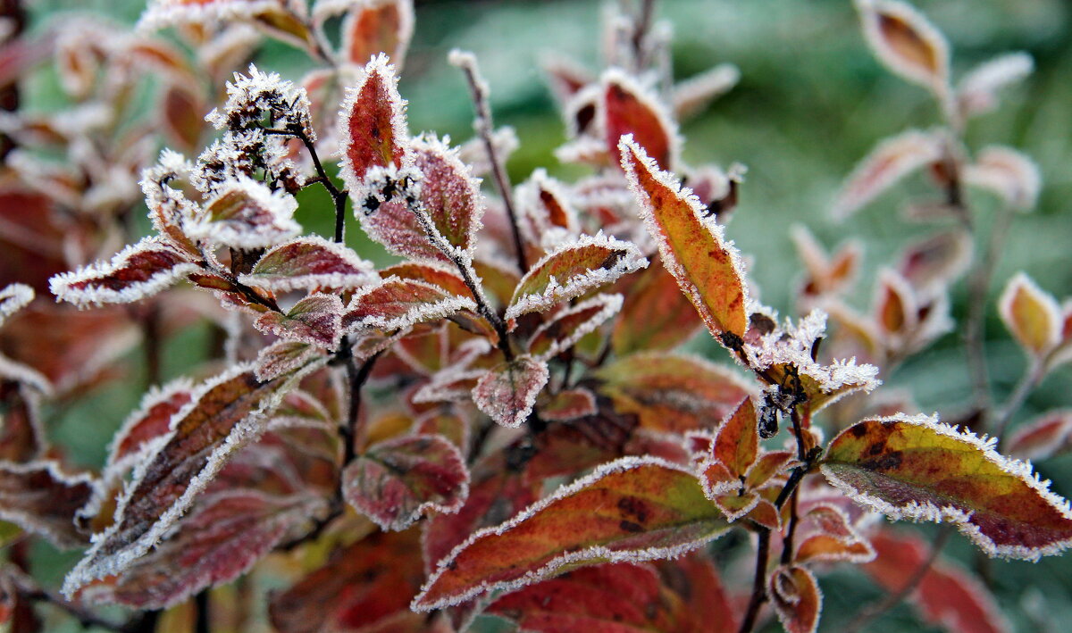 Подморозило. - Маргарита ( Марта ) Дрожжина Подморозило. - Маргарита ( Марта ) Дрожжина