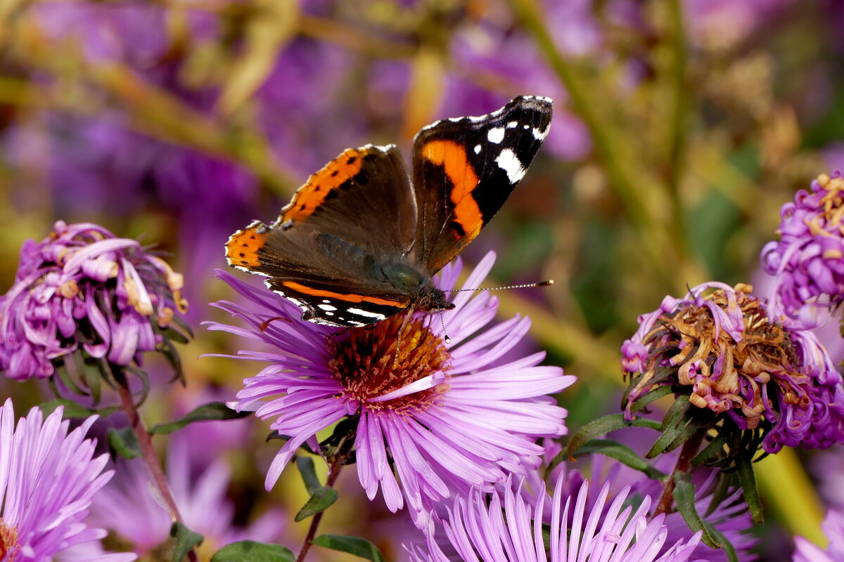 опять бабочки 17 - Александр Прокудин