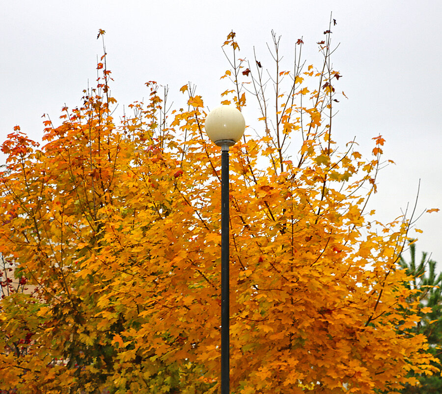 Что ярче - золото листвы днём или фонарь ночью?.. - Светлана 