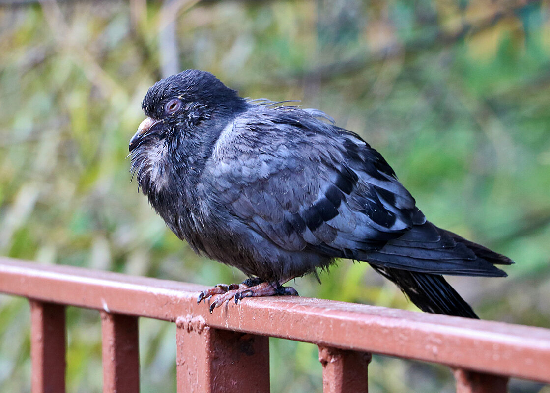 Баю-баюшки-баю, не садися на краю! - Светлана 