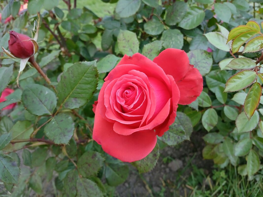 Алая роза. - Лия ☼ Алая роза. - Лия ☼