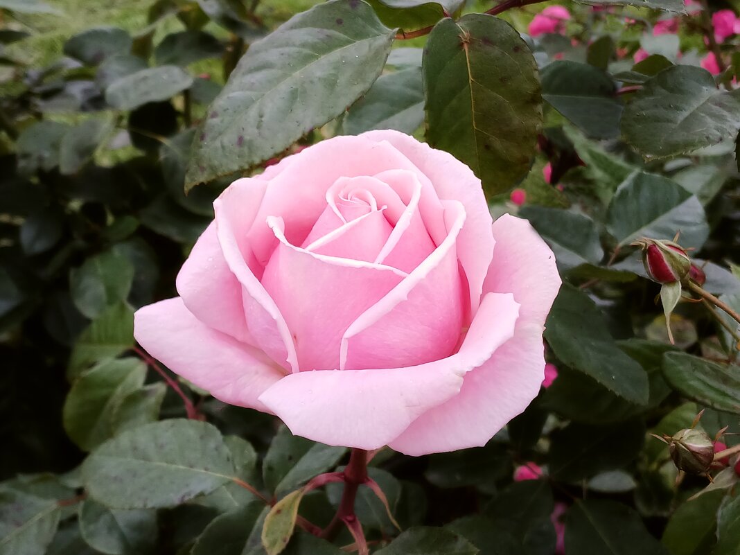 Розовая роза. - Лия ☼