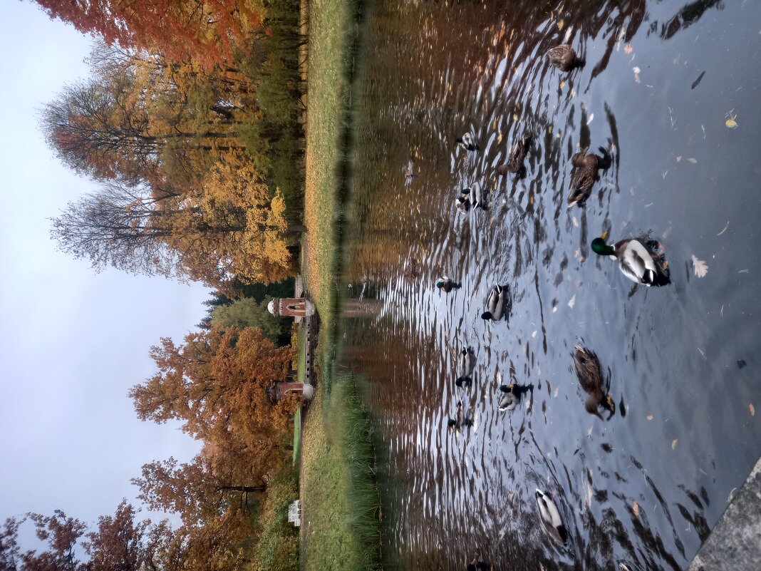 Осень - Сапсан 