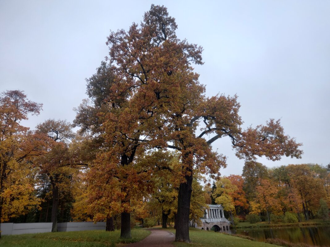 Осень - Сапсан 