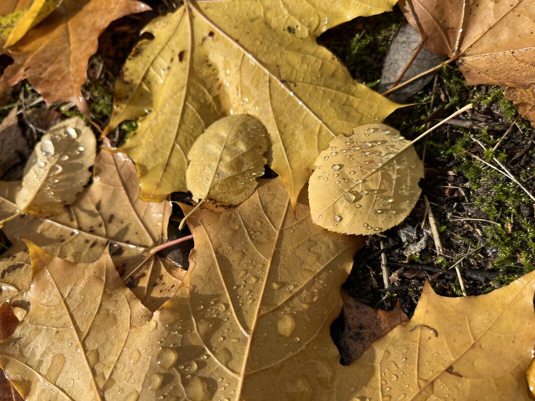 ***опавшие листья в капельках дождя*** - Olga Oskolkova ***опавшие листья в капельках дождя*** - Olga Oskolkova