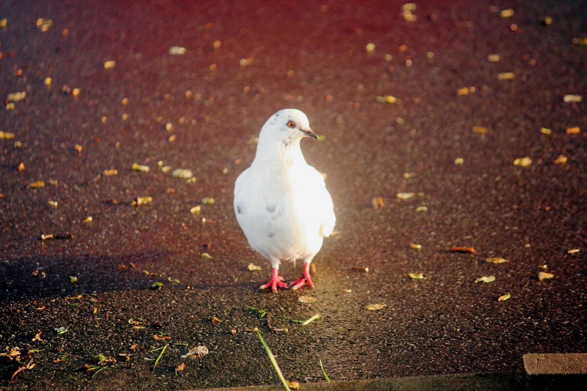 Голубь - Сергей Кочнев