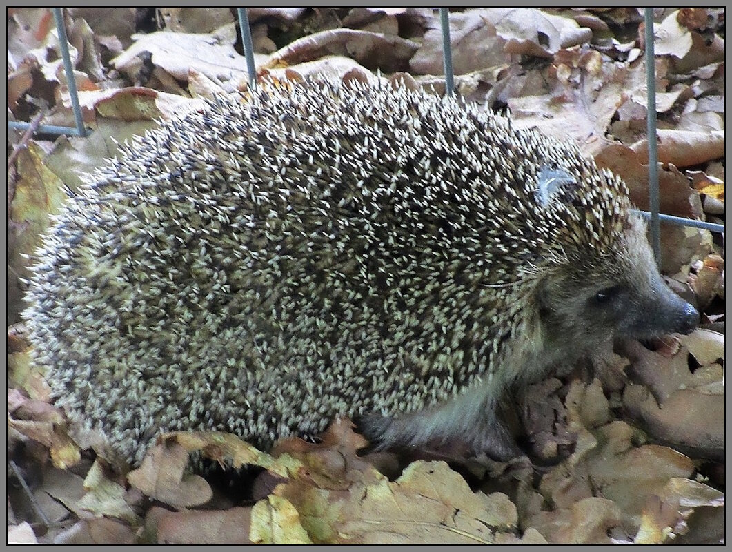 Лесной житель - Ольга Довженко