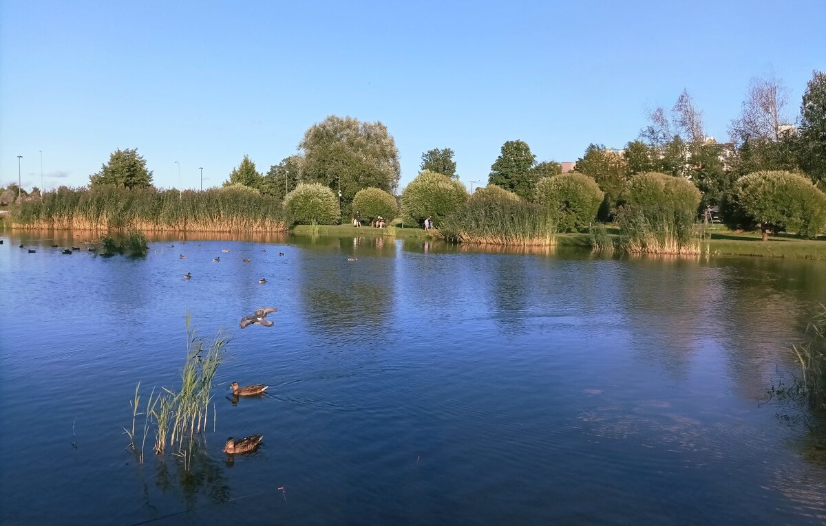 На пруду - Veera V