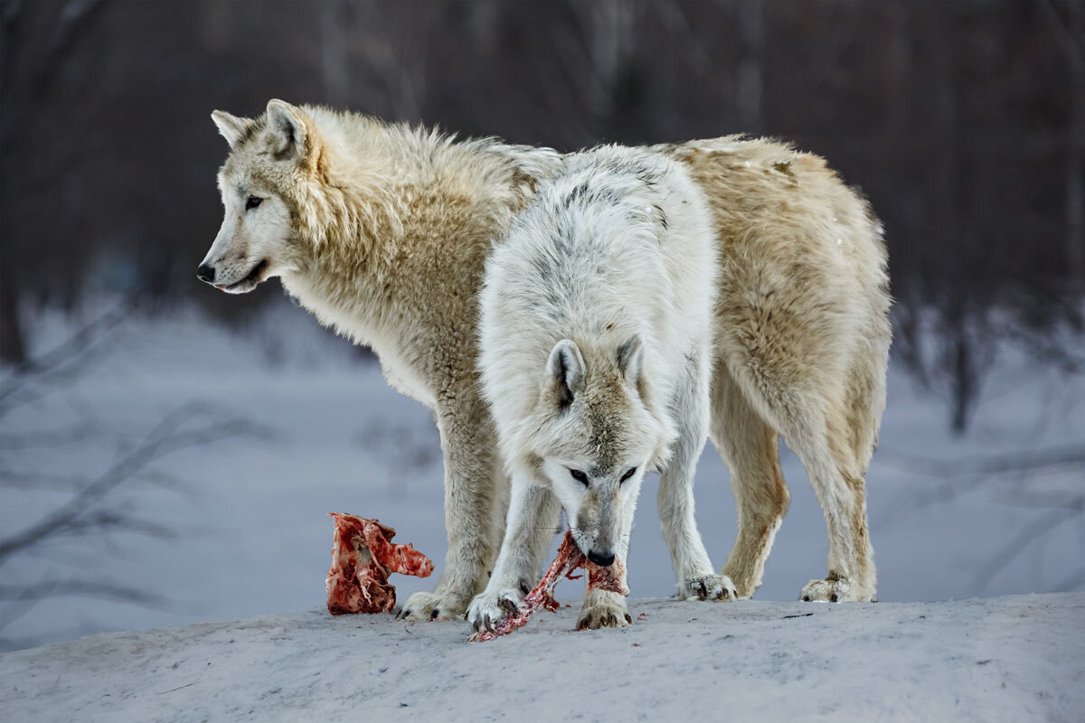Белый волк - SanSan 
