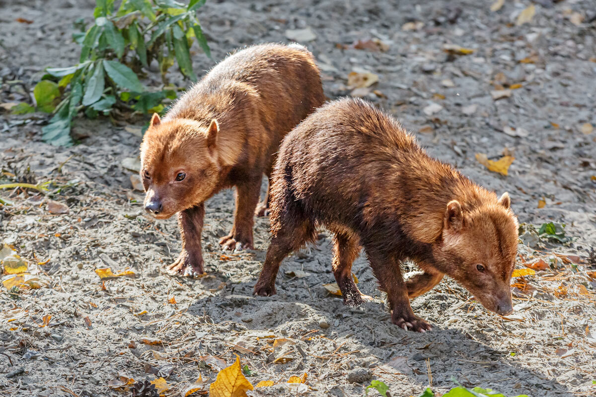 Кустарниковая собака - SanSan 