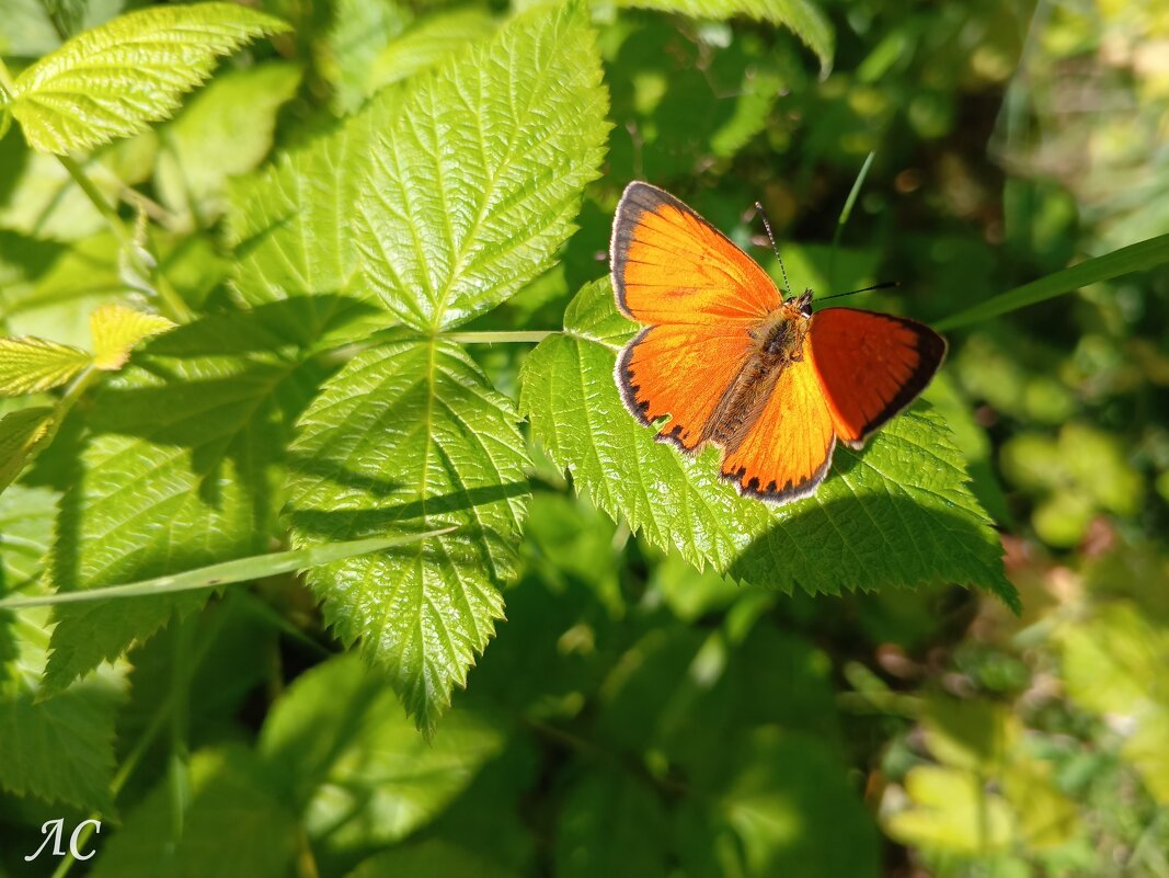 Червонец огненный - Любовь Сахарова