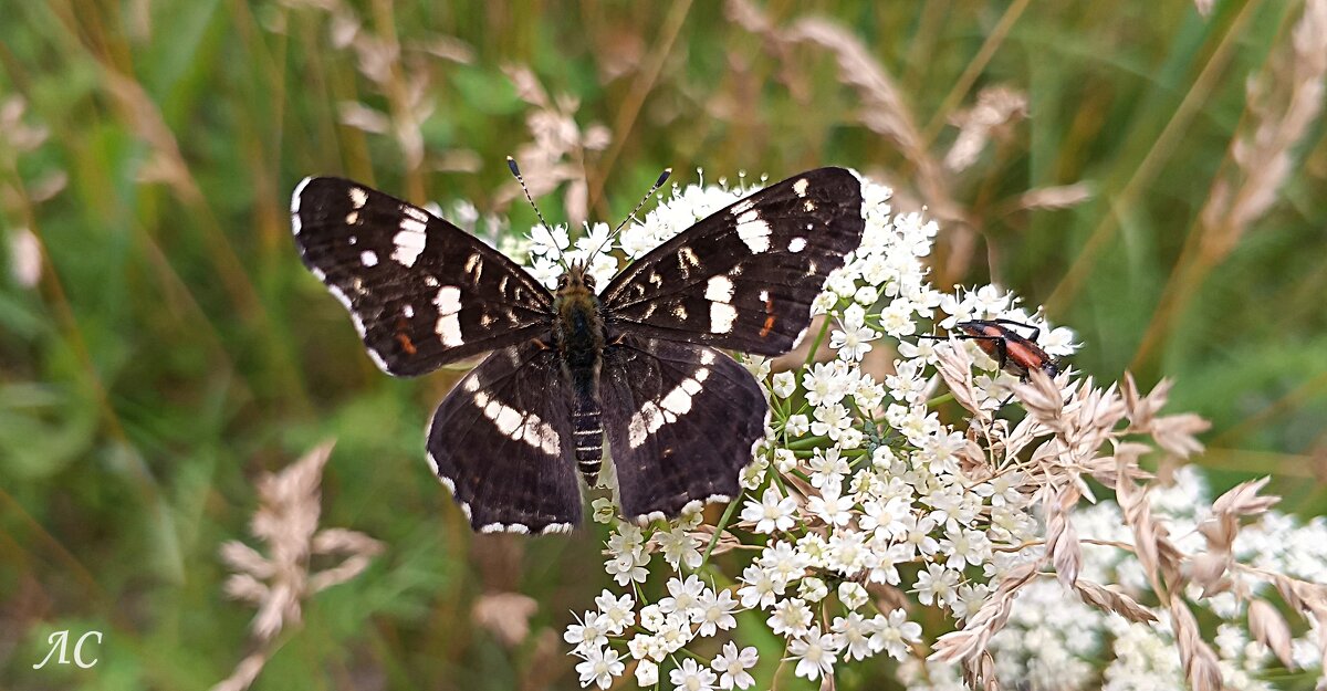 Бабочка пестрокрыльница изменчивая - Любовь Сахарова