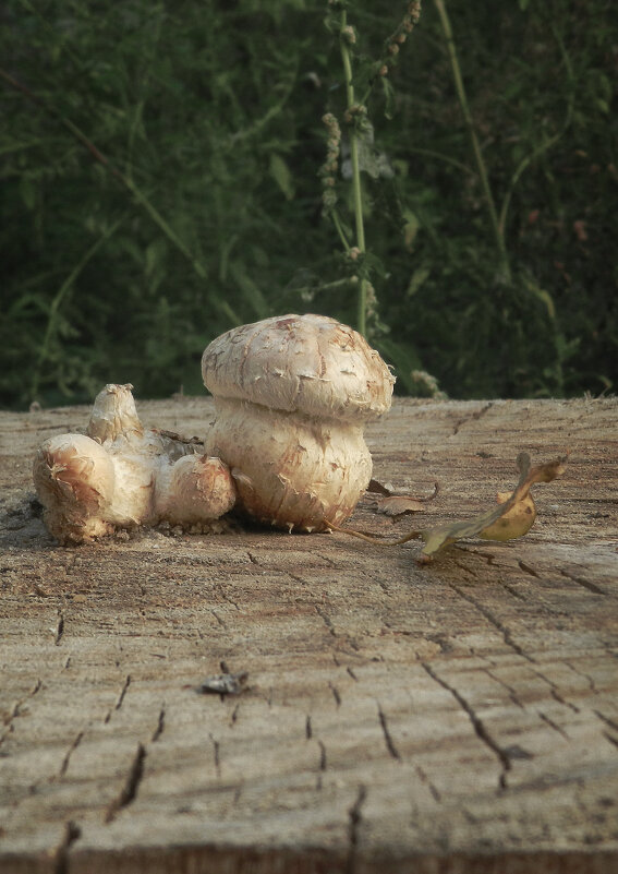 пеньковый гриб - Лера 