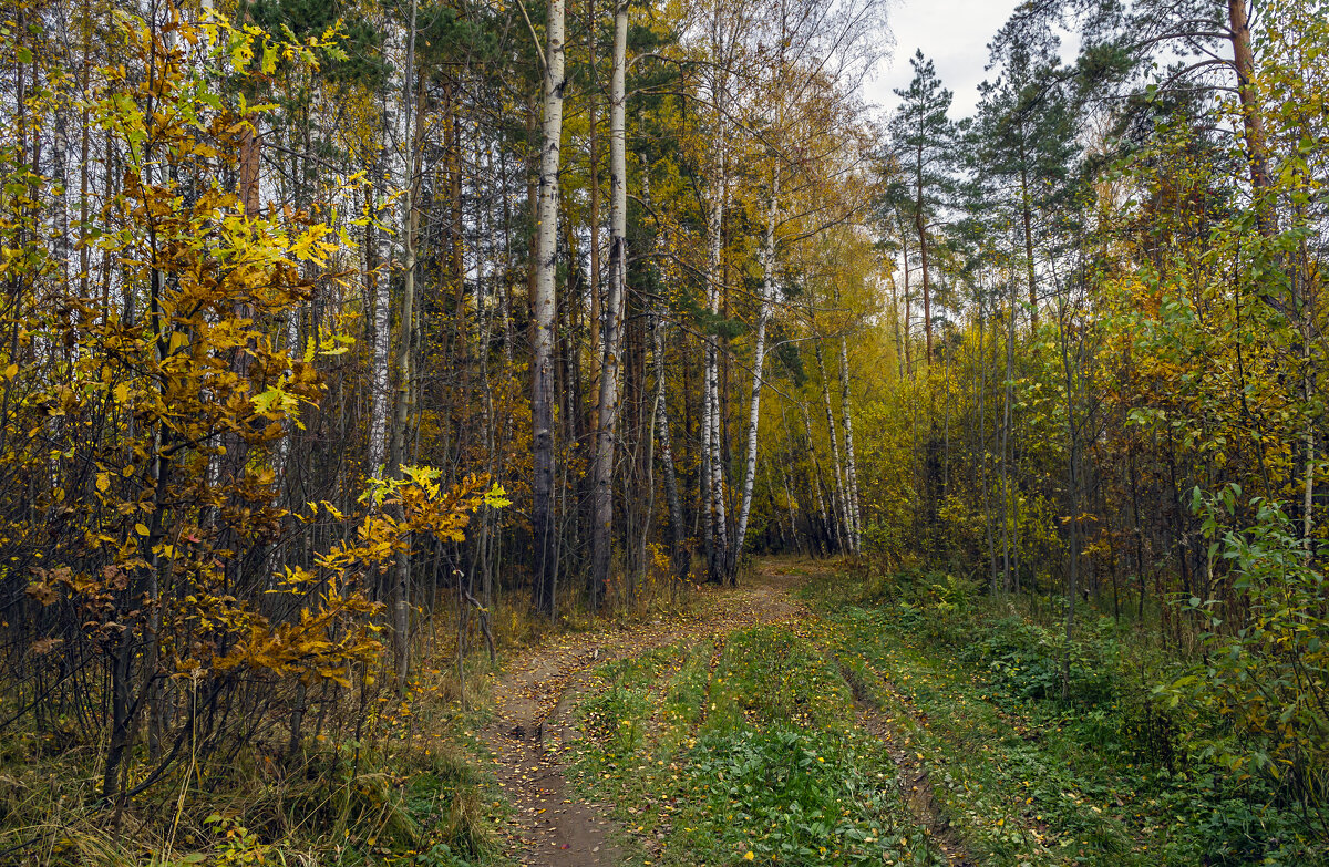 Лесными дорожками - Сергей Цветков