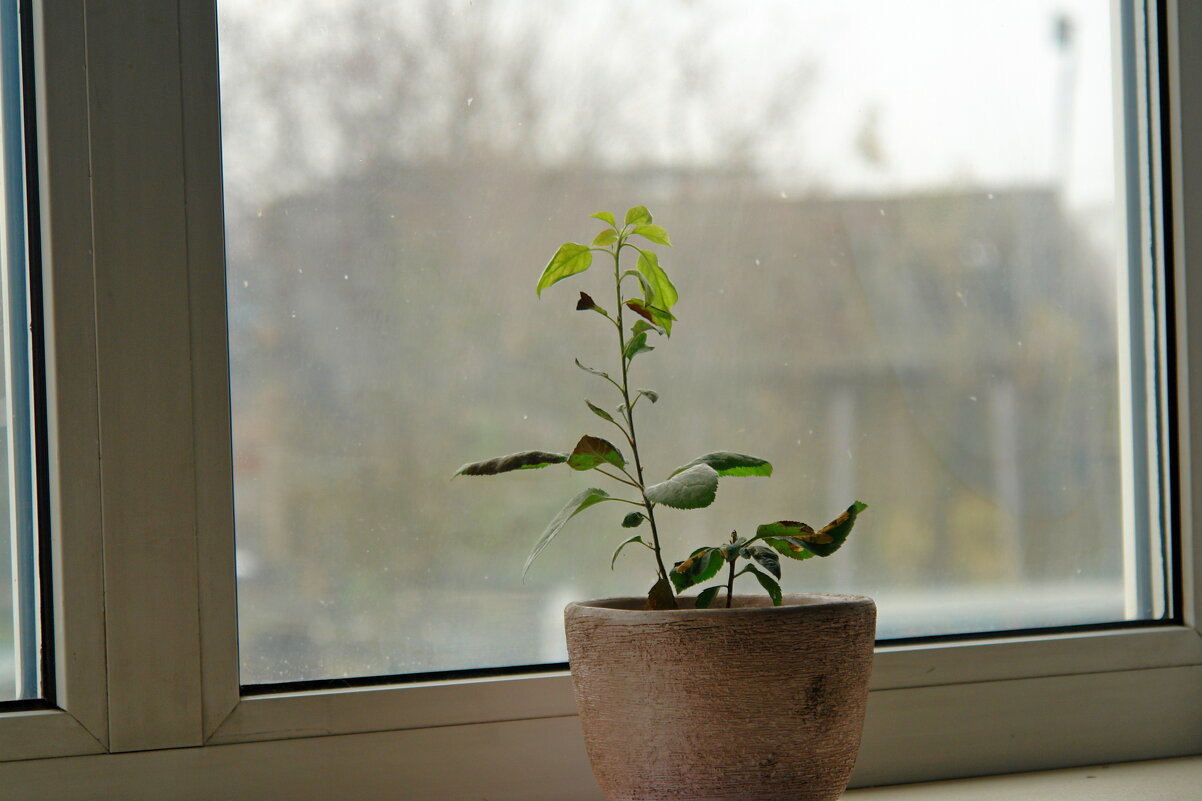 Яблонька... - Андрей Катков