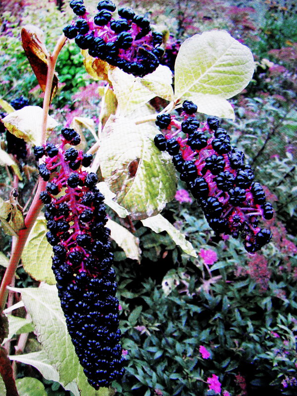 Фитолакка - Людмила Смородинская