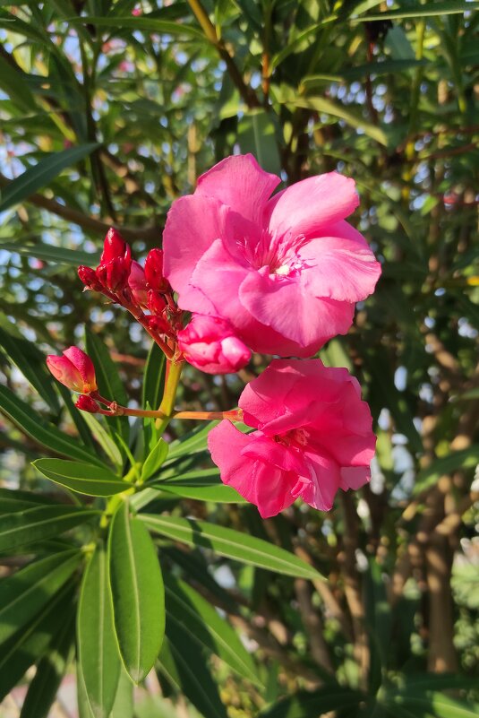 Осеннее цветение олеандра - Татьяна Лютаева