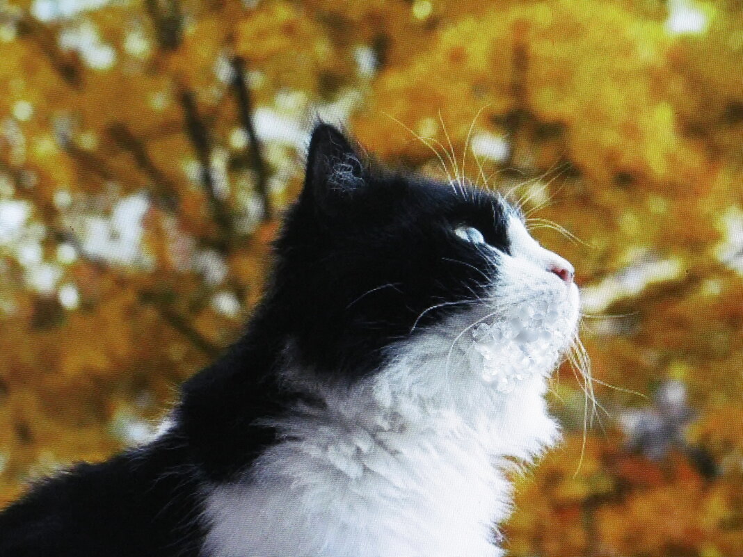 Любуется осенней красотой - Людмила Смородинская