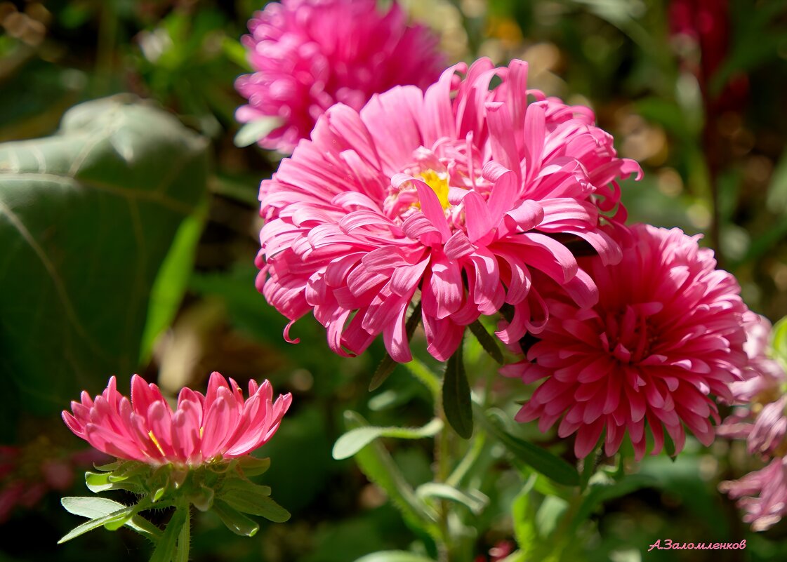 Октябрь цветущий... - Андрей Заломленков