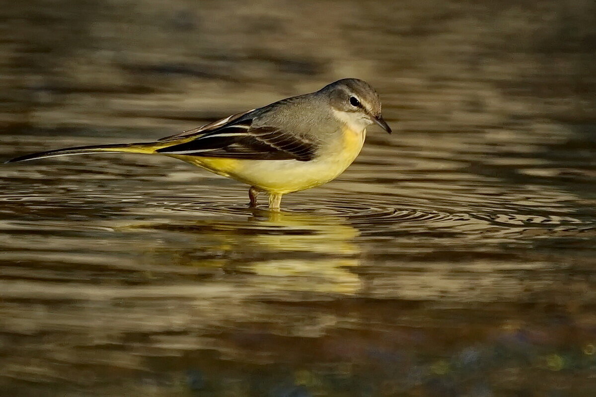 Горная трясогузка... - Николай Саржанов