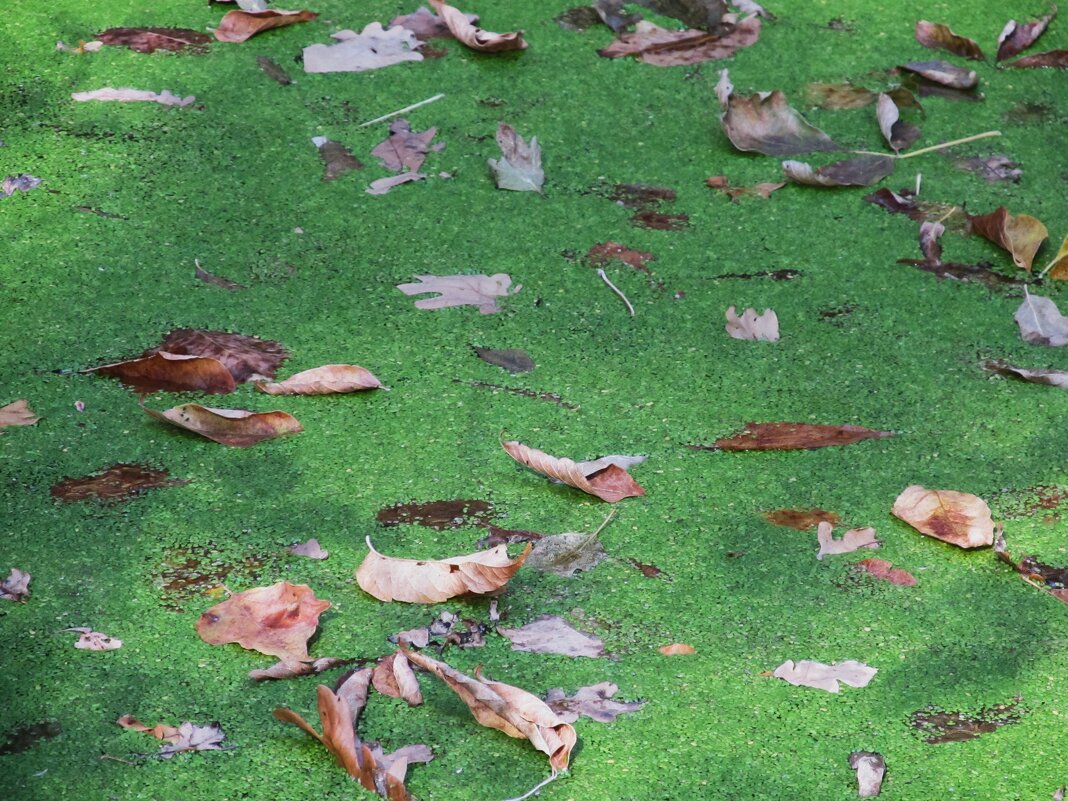 ...... - Елена Шаламова