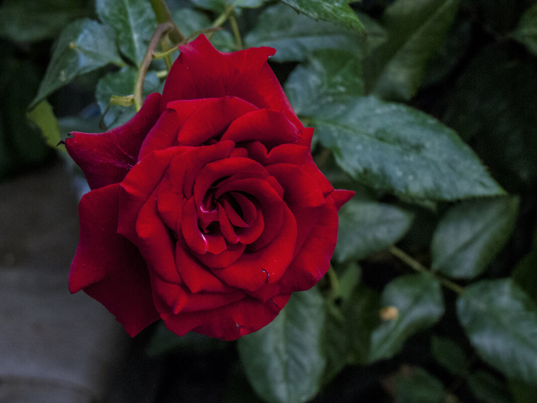 Алая  роза - Валентин Семчишин