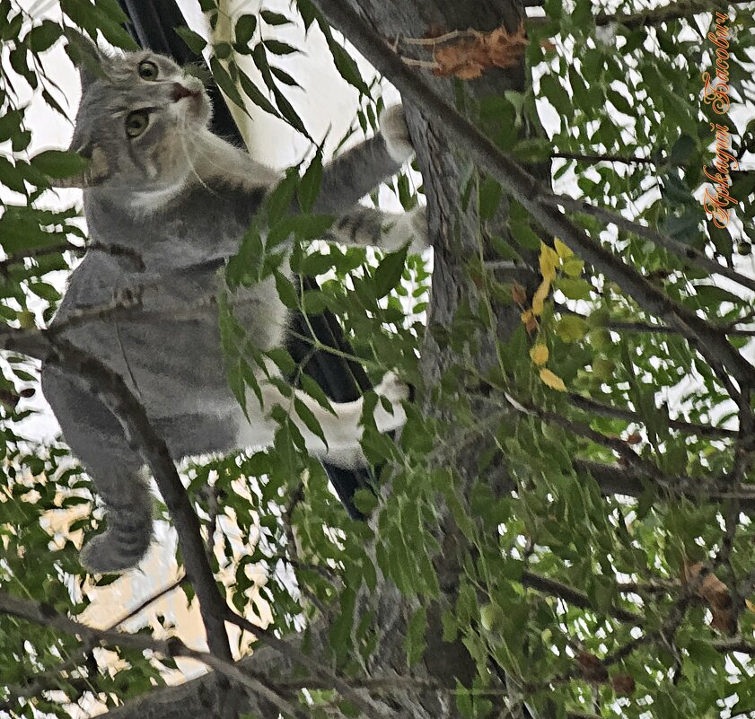 Птицелов - Аркадий Басович