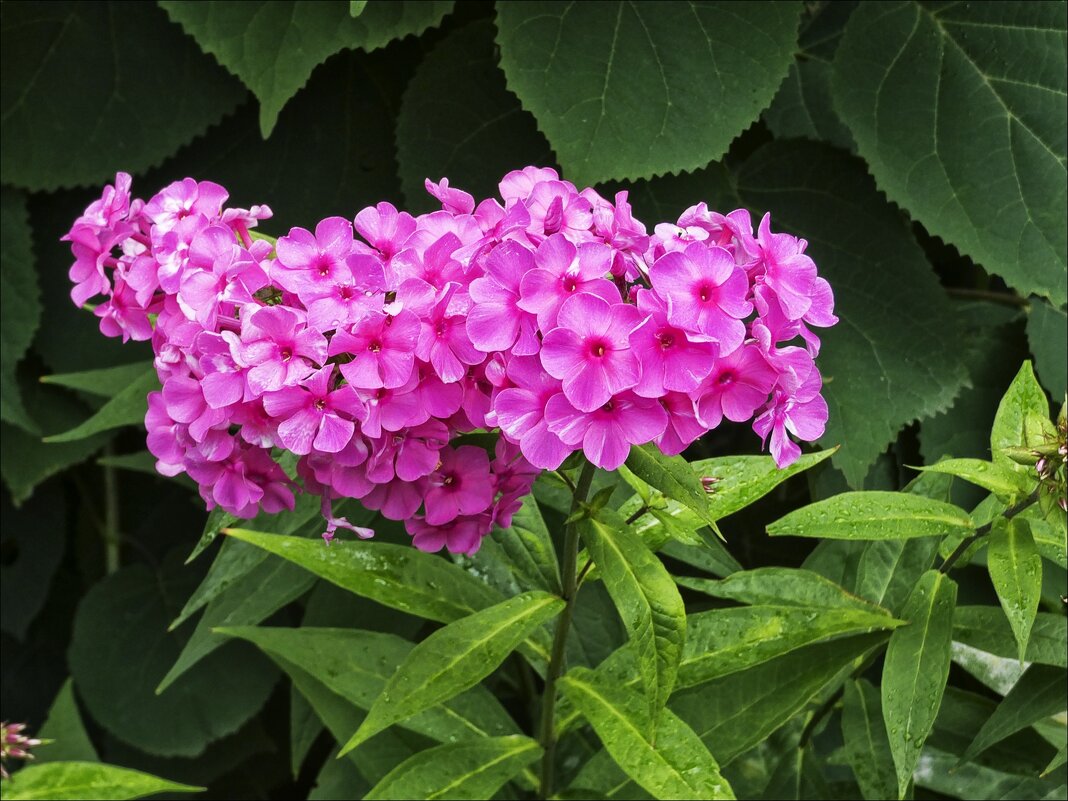 Лето ушло, а цветы остались... - Валентина * Лето ушло, а цветы остались... - Валентина *