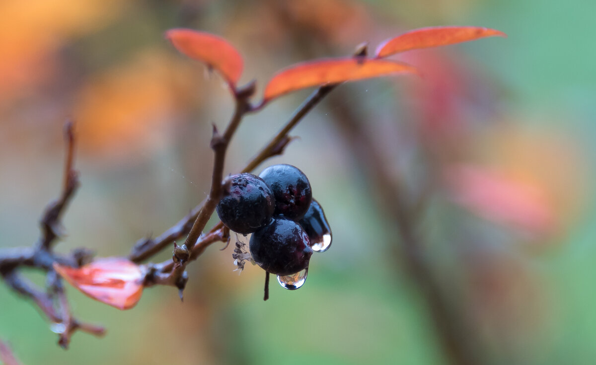 * - Владимир Безбородов