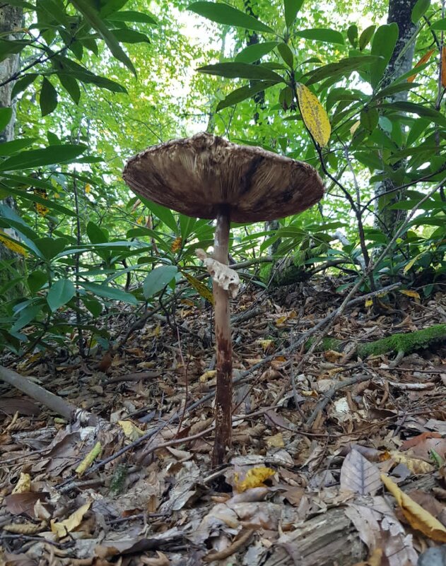 Гриб - Tata Wolf