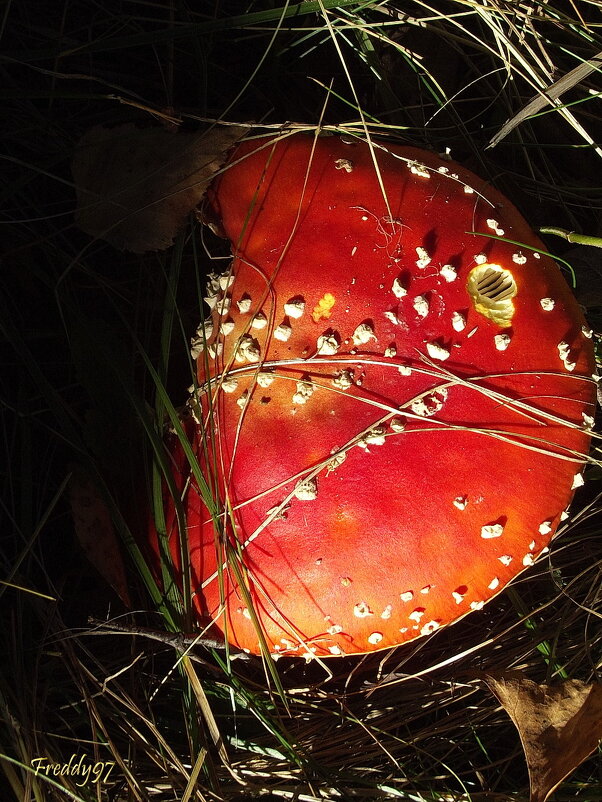 Затмение мухомора - Freddy 97