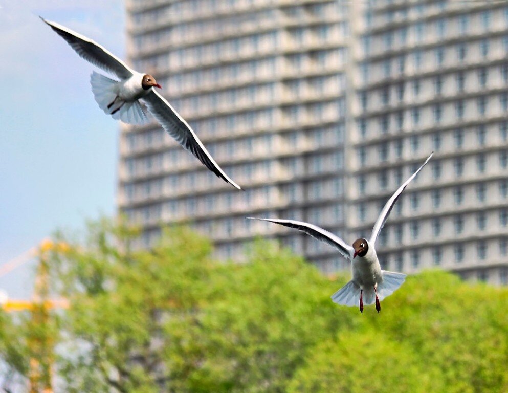 В полёте... - Дмитрий Балашов