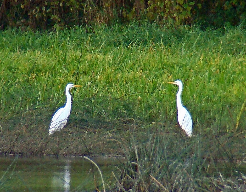 большие белые цапли - gawrilа - dan