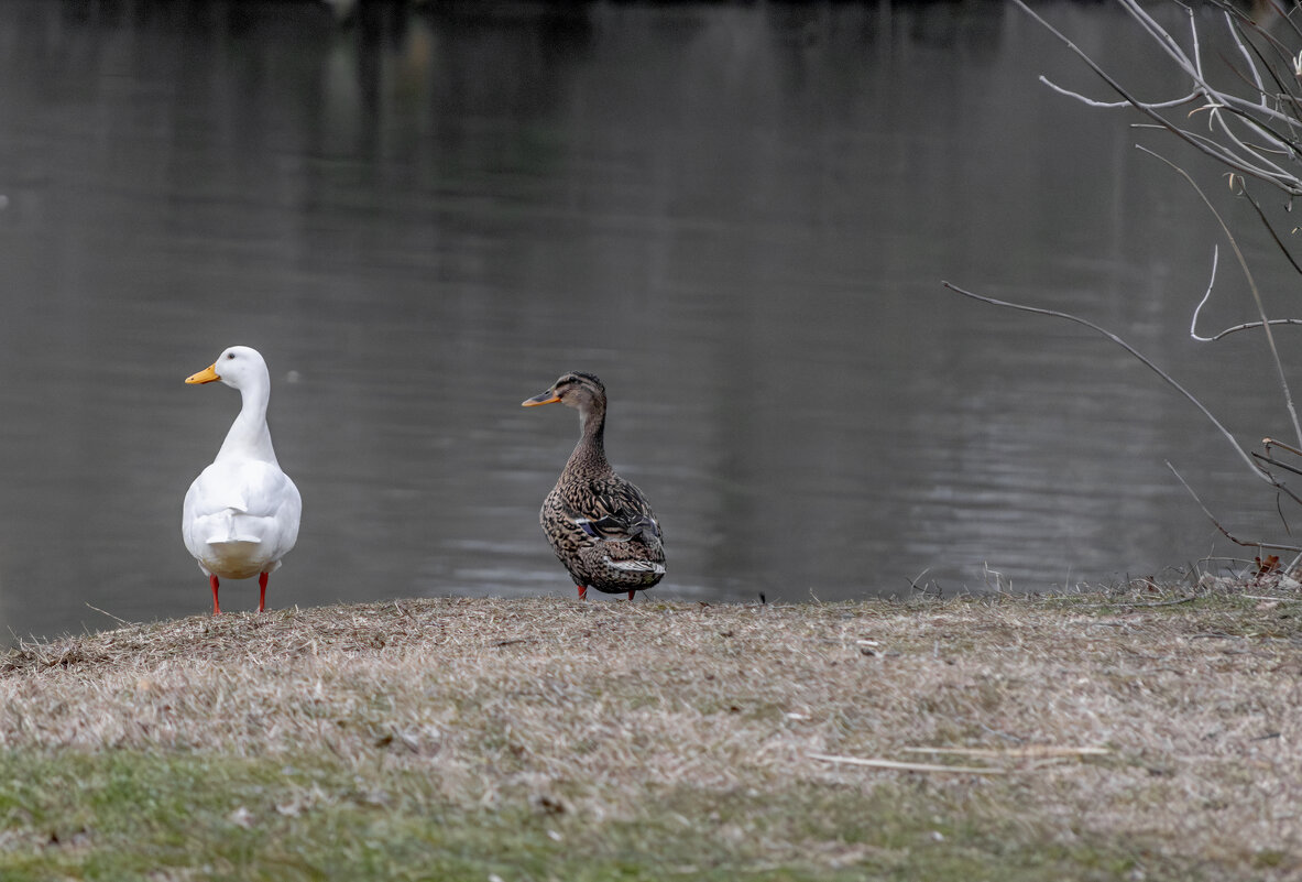 *** - Игорь Протасов