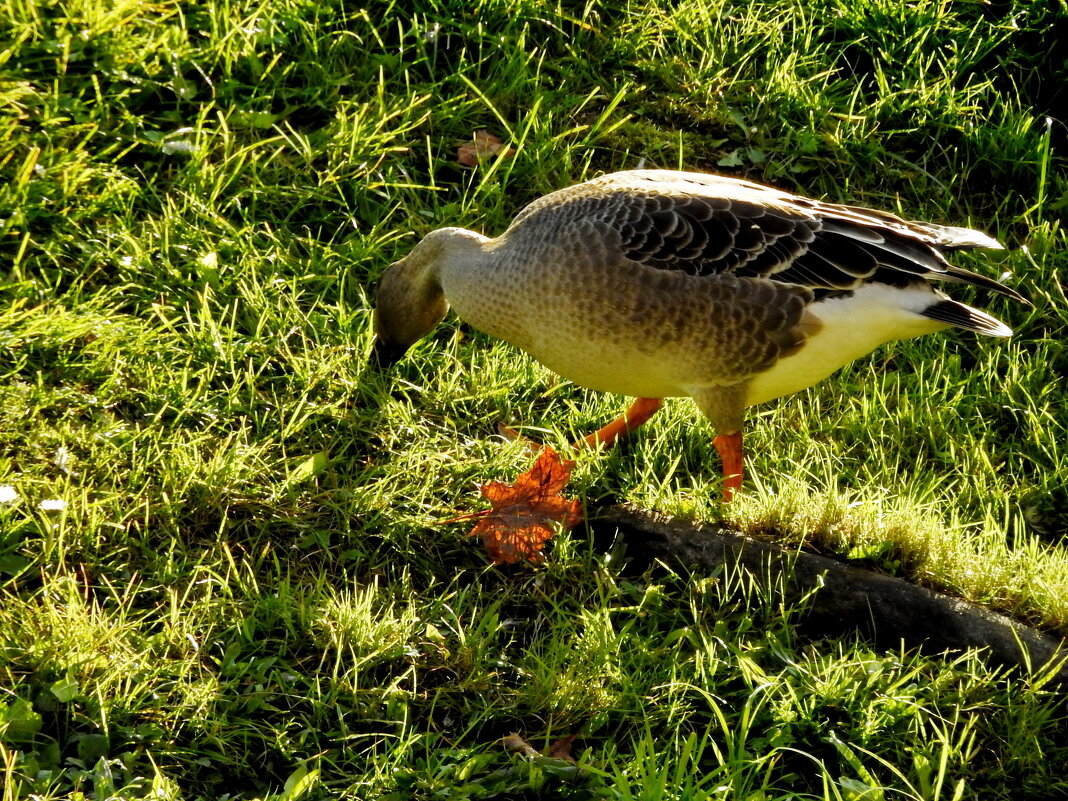 дикий мир осенью - ИННА ПОРОХОВА