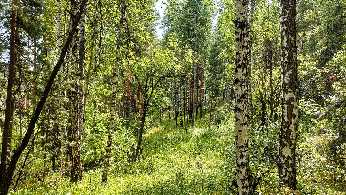 Струится  шёлком   нежным лес - Hope 