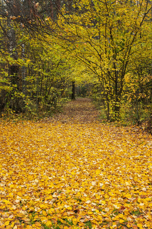 тропинка... - Galina 