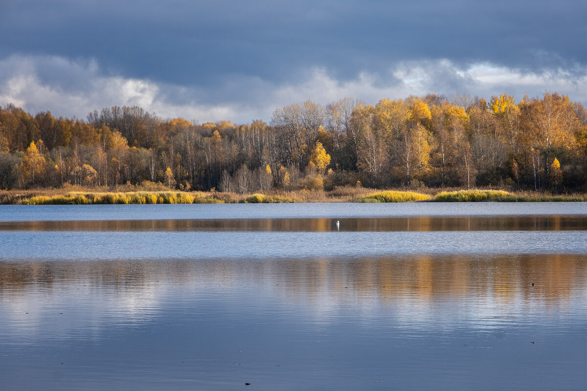 Почти по Пушкину - Глядь, поверх текущих вод чайка белая плывет - Galina 