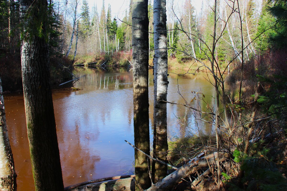 Пыжина - Сергей Никифоров