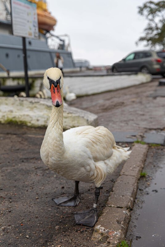 Балтийск. Порт - Алена Малыш