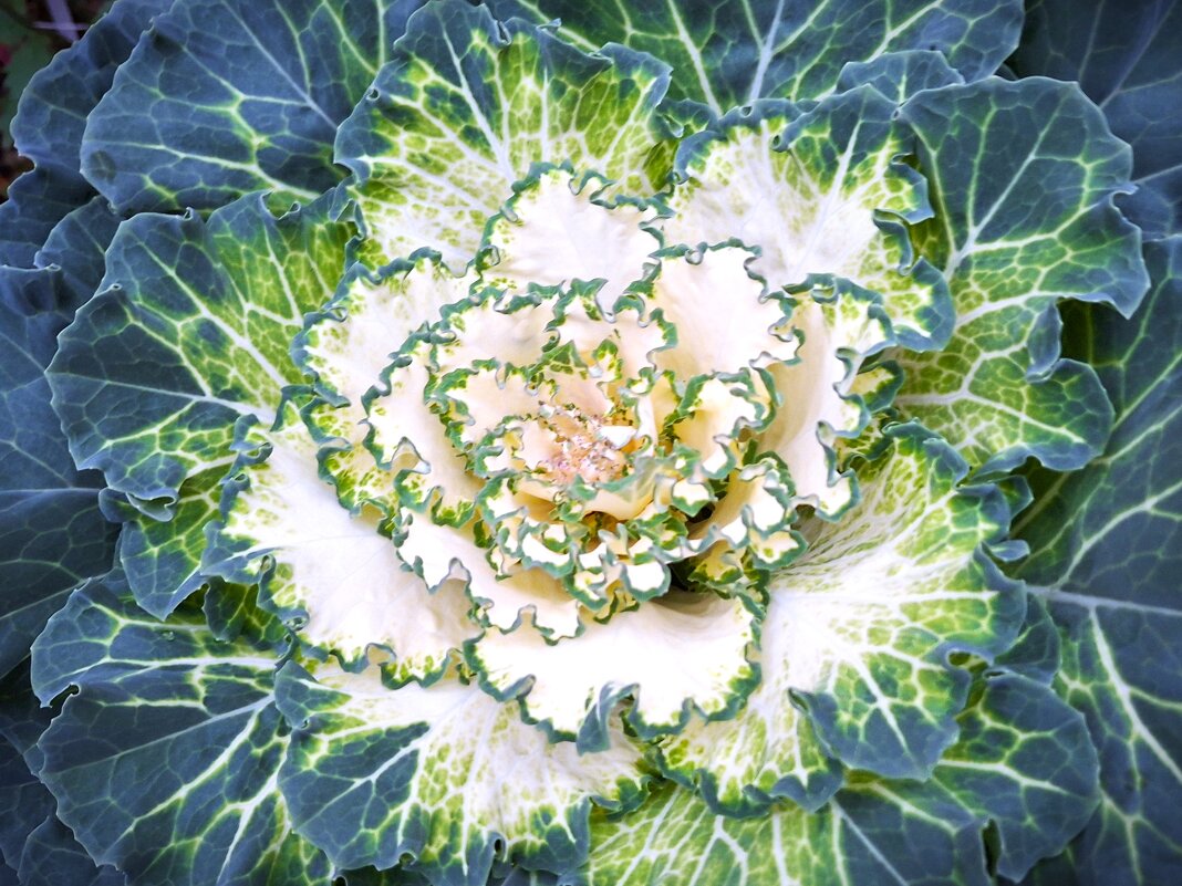 Капуста - Наталья 