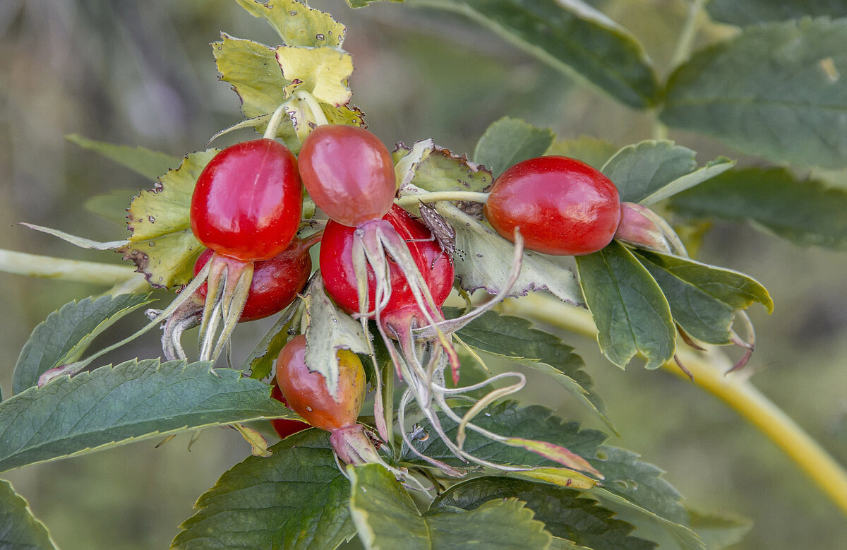 Шиповник - Bosanat 