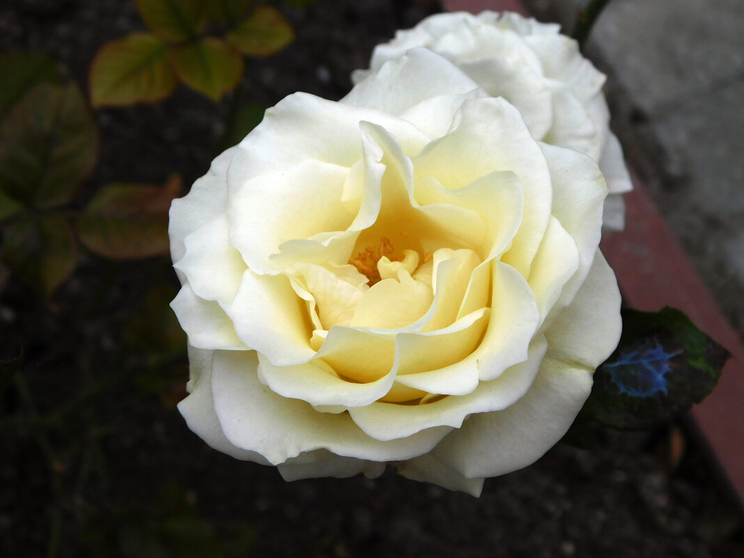 Роза Elina - Наиля 